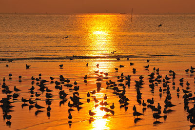 Flock of birds on beach against sky during sunset