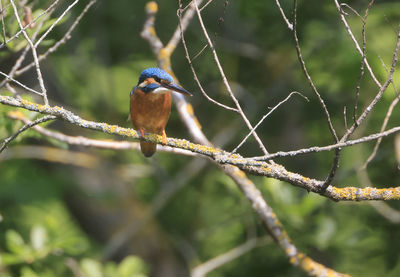 A common kingfischer alcedo atthis in the reed, heilbronn, germany