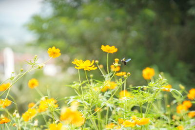 Close-up of yellow flowering plants on field