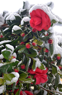 Close-up of red flower in snow