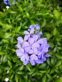 Close-up of purple flowers blooming outdoors