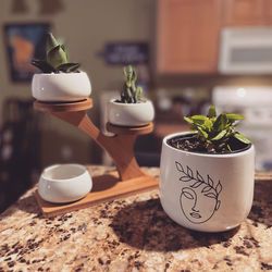 Close-up of potted plant on table