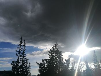Low angle view of silhouette trees against sky