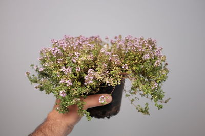 Close-up of hand holding flowers against white background