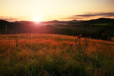 Sunrise morning meadow.