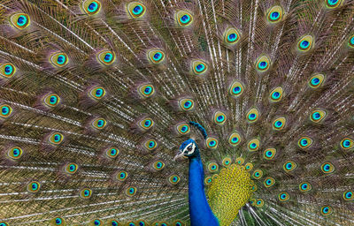 Full frame shot of peacock