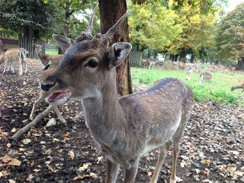 Deer standing in a forest