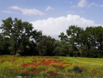 Scenic view of field against sky