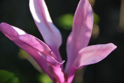 Close-up of pink rose flower