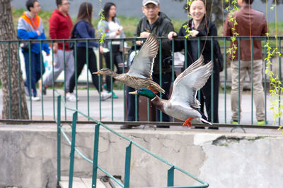 Birds flying against railing