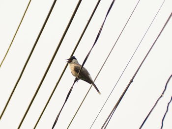 Low angle view of bird perching on the sky