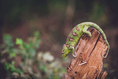 Close-up of lizard