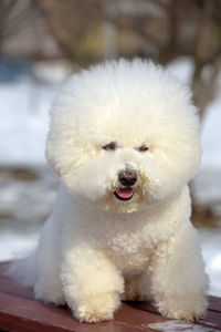 Close-up of a dog on snow