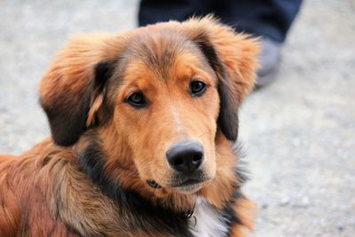 Close-up portrait of dog