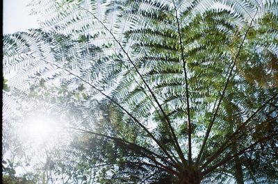 Low angle view of palm trees