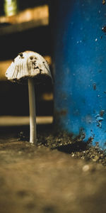 Close-up of mushroom growing on field