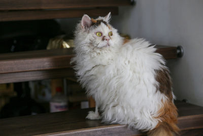 Portrait of white cat sitting on wooden step 