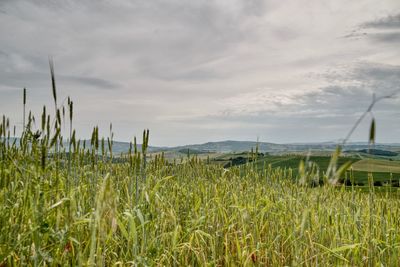 Crops growing on field against sky