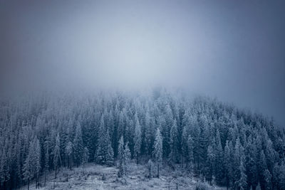 Pine trees in forest during winter against sky