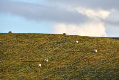 View of a sheep on landscape