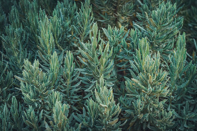 Full frame shot of pine tree