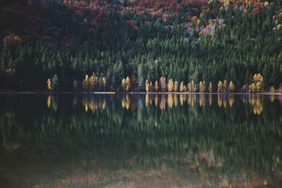 Reflection of trees in lake