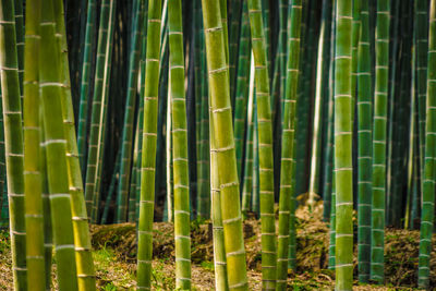 Full frame shot of plants