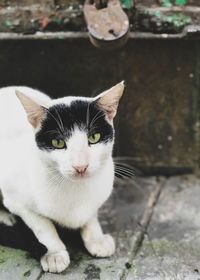Close-up portrait of cat