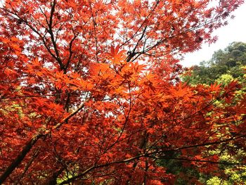 Low angle view of trees