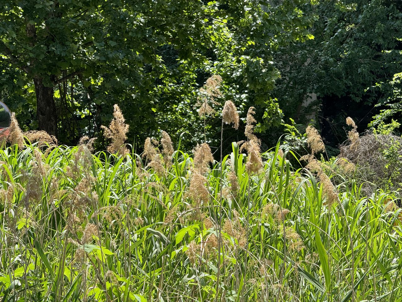 plant, growth, green, flower, natural environment, nature, vegetation, woodland, tree, grass, land, meadow, no people, day, beauty in nature, garden, field, forest, tranquility, sunlight, wildflower, outdoors, lawn, shrub, animal, leaf, animal themes, jungle