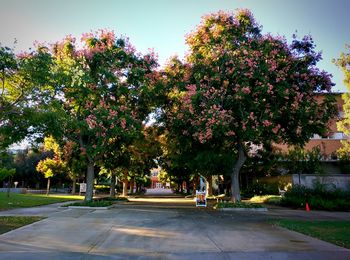 Footpath in park