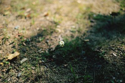 Close-up of flowers on field