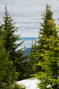 Pine trees in forest