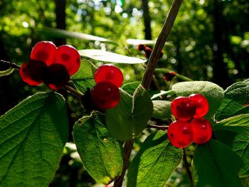 Close-up of red berries growing on tree