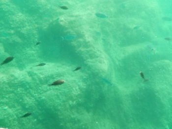 High angle view of fish underwater