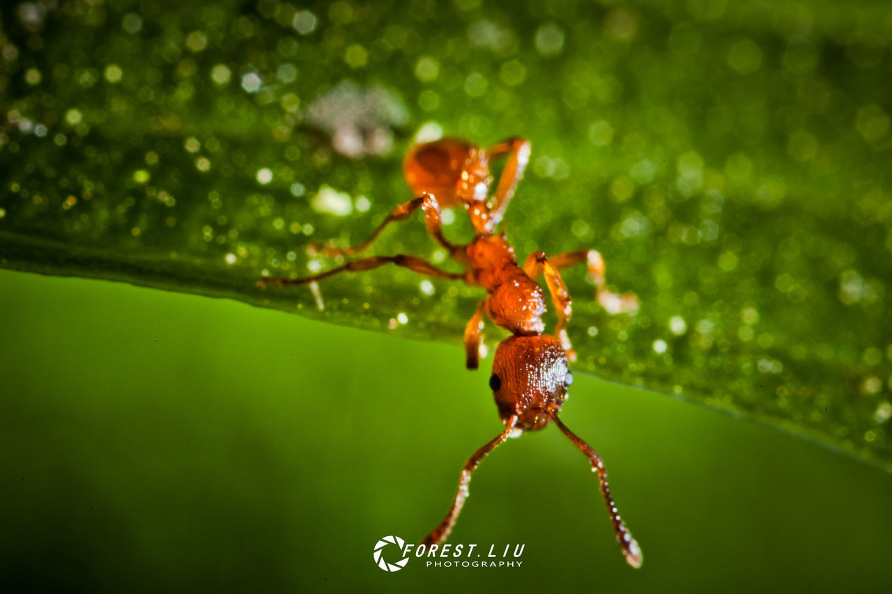 CLOSE-UP VIEW OF INSECT