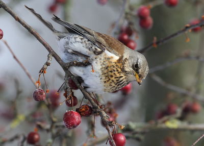 Close-up of bird perching on branch