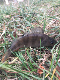 High angle view of lizard on land