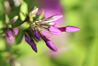 Close-up of pink flowering plant