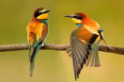 Close-up of birds perching on branch