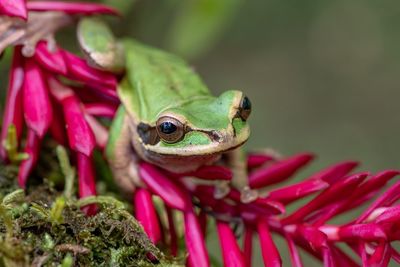 Close-up of frog on pink flower
