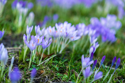Close-up of purple crocus flowers on field