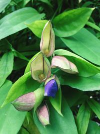 Close-up of flower