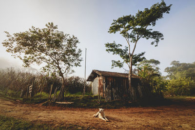 View of a tree