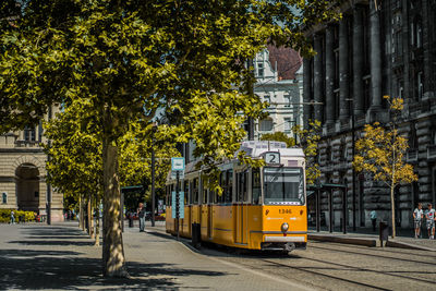 Cars on street by trees in city