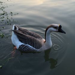 Swan swimming on lake