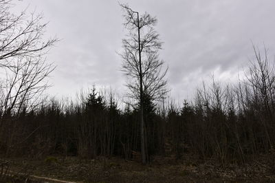 Bare trees on field against sky