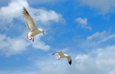 Low angle view of seagulls flying against sky