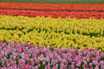 Full frame shot of multi colored tulips