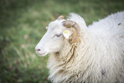 Close-up of sheep on field